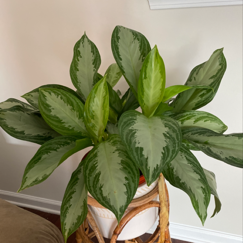 A thriving variegated Chinese Evergreen plant with glossy green and white leaves in a woven basket planter.