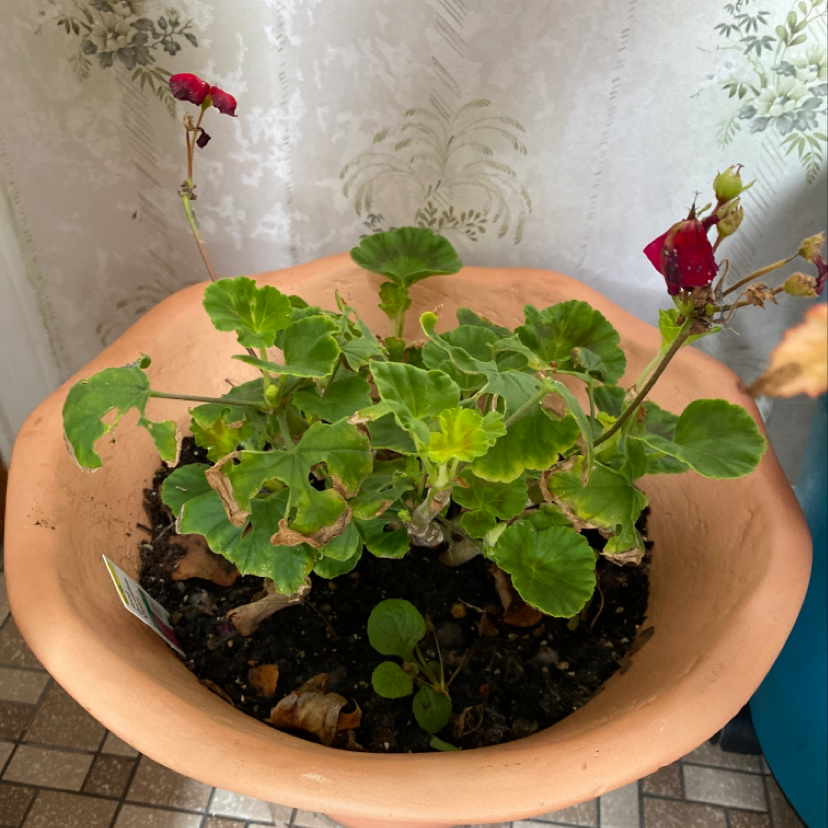Zonale Geranium plant in a terracotta pot with some yellowing and browning leaves and wilted flowers.