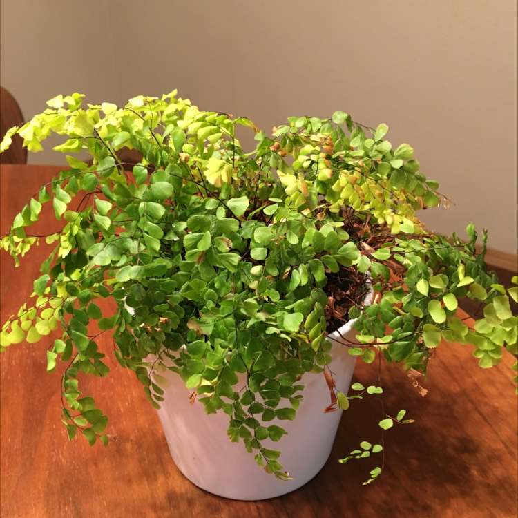 Photo of the plant species Hemionitis raddiana by @LilRagan named Fair Maiden on Greg, the plant care app