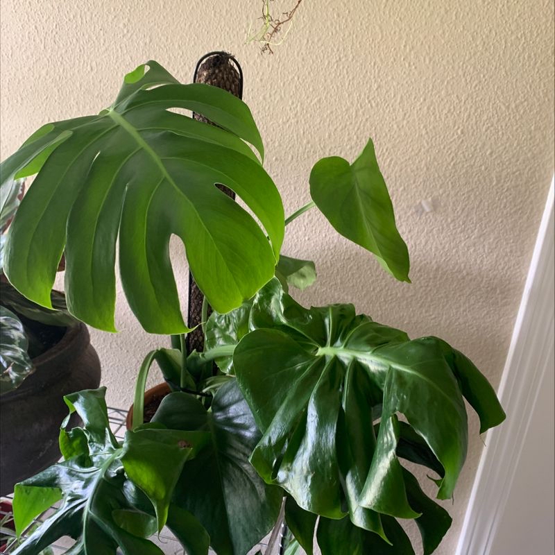 Photo of the plant species Oncostele Catatante by Danielle named Bodhi on Greg, the plant care app