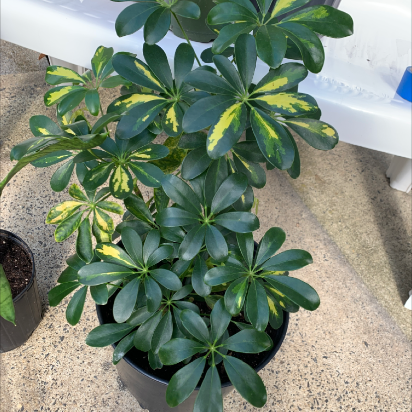 Healthy dwarf umbrella tree plant with glossy green leaves in a black plastic pot, viewed from above.