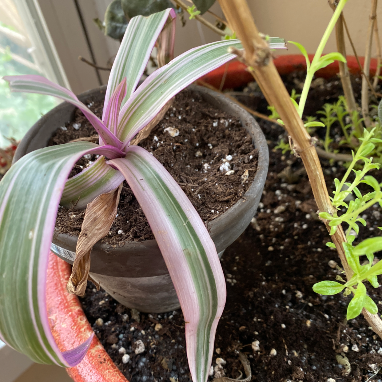 Potted Moses-in-the-Cradle plant with long green and white striped leaves emerging from the center. Soil visible in the pot.
