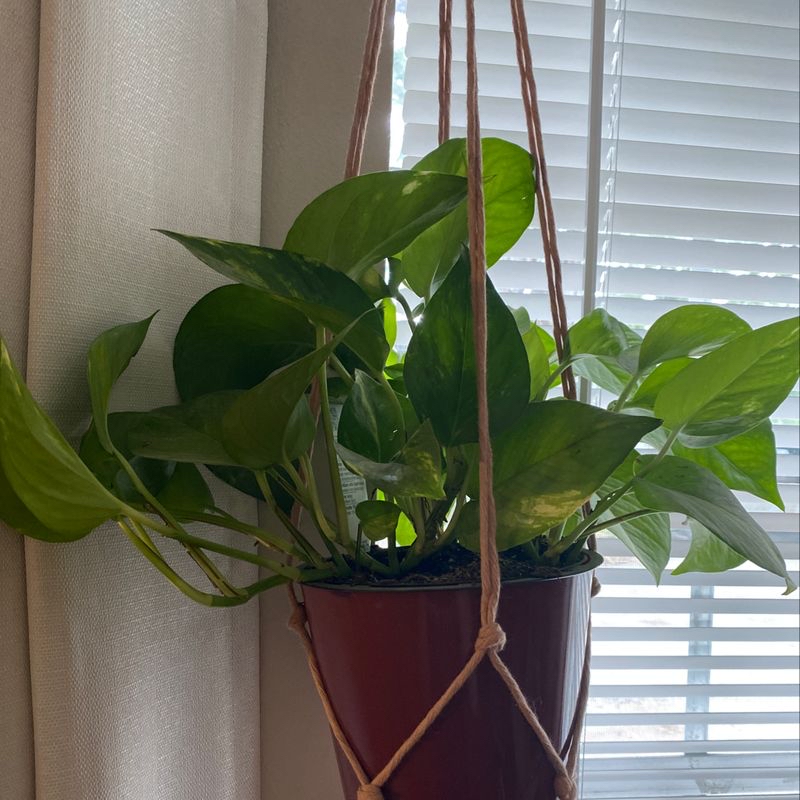 Healthy Jade Pothos plant with vibrant green leaves hanging in a burgundy planter in front of a window with blinds.