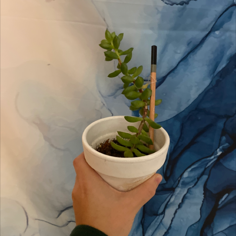 Jelly Bean Plant in a white pot held by a hand, with a blue and white abstract background.