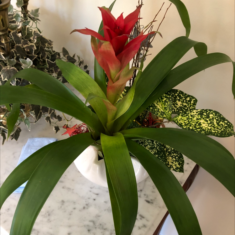 Healthy red-blooming Guzmania airplant with arching green leaves, potted next to patterned foliage houseplants.
