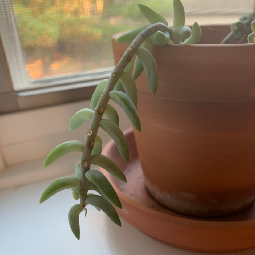 Healthy Burro's Tail succulent with long trailing stems and plump green leaves, growing in a terra cotta pot.