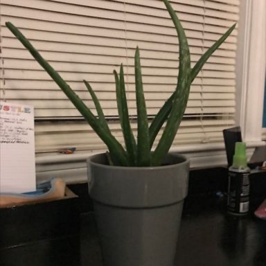 Aloe vera plant photo by @kjoyce0912 named Aloe Vera on Greg, the plant care app.