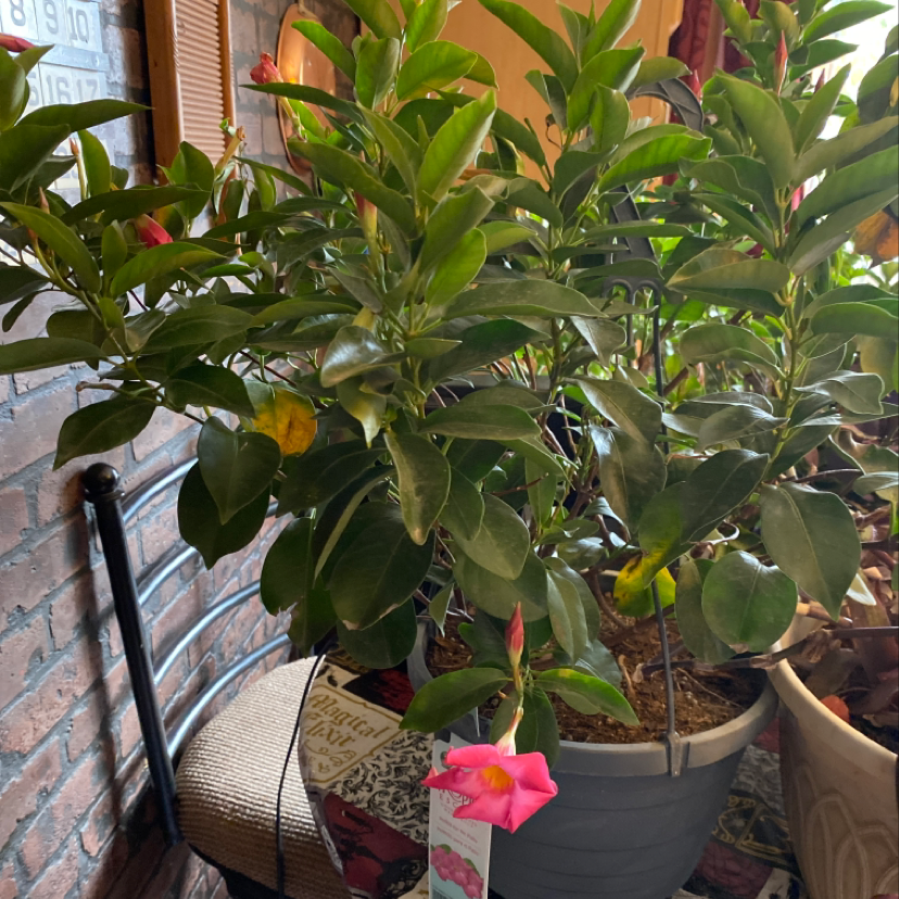 Brazilian Jasmine plant with green leaves, some yellowing, and visible flowers in a pot indoors.