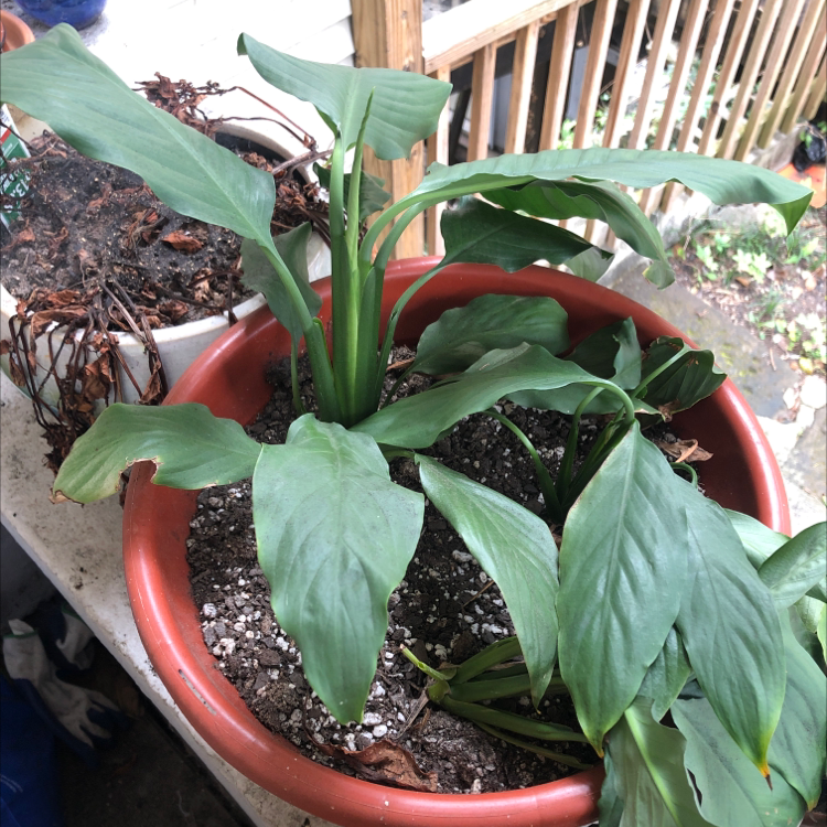 A healthy potted Peace Lily plant with lush green leaves in an outdoor garden setting alongside other plants.