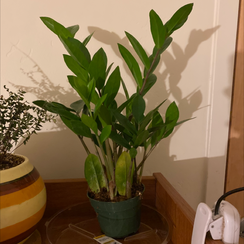 Zamioculcas Zamiifolia plant photo by @Tristen.01 named Achilles on Greg, the plant care app.