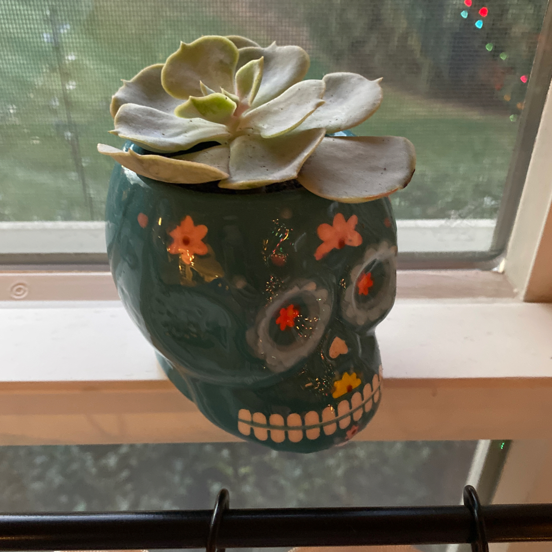 Echeveria Runyonii plant photo by @Tewiewiora named John Wayne on Greg, the plant care app.