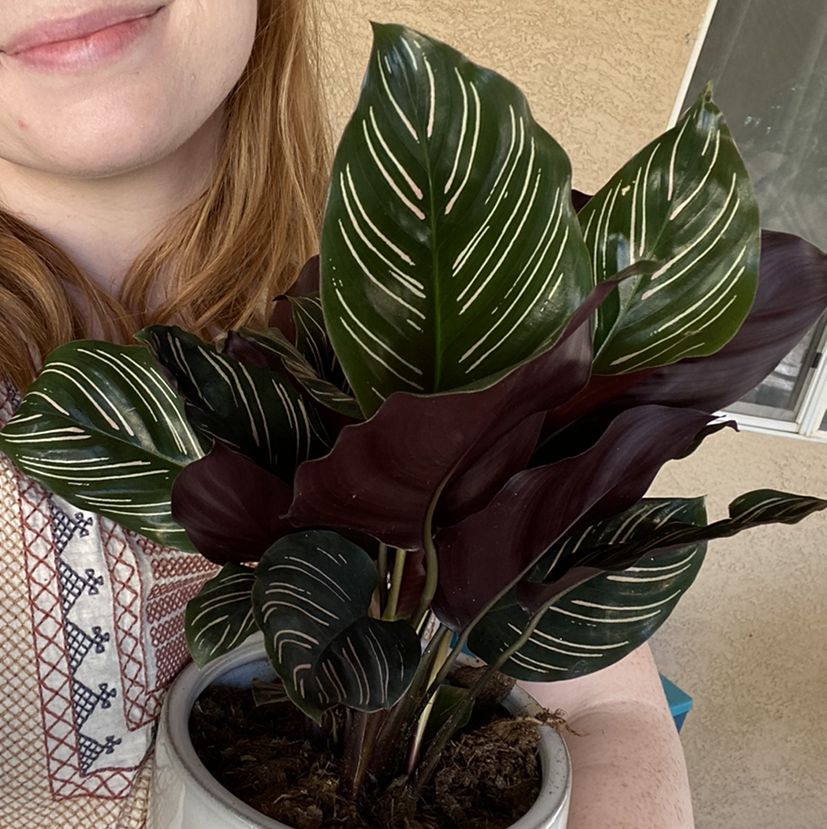 Photo of the plant species Star Plant by Hannah named Otis on Greg, the plant care app
