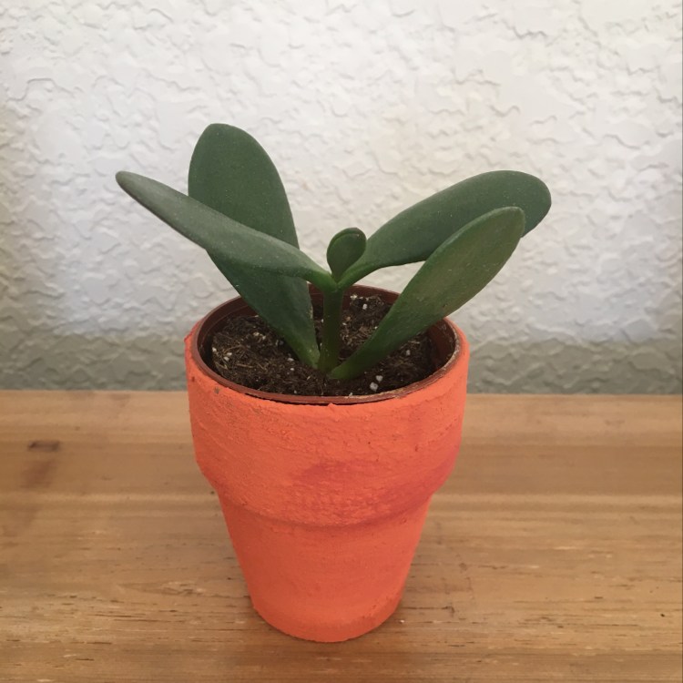 Small potted plant with thick green leaves in an orange pot, centered in the frame.