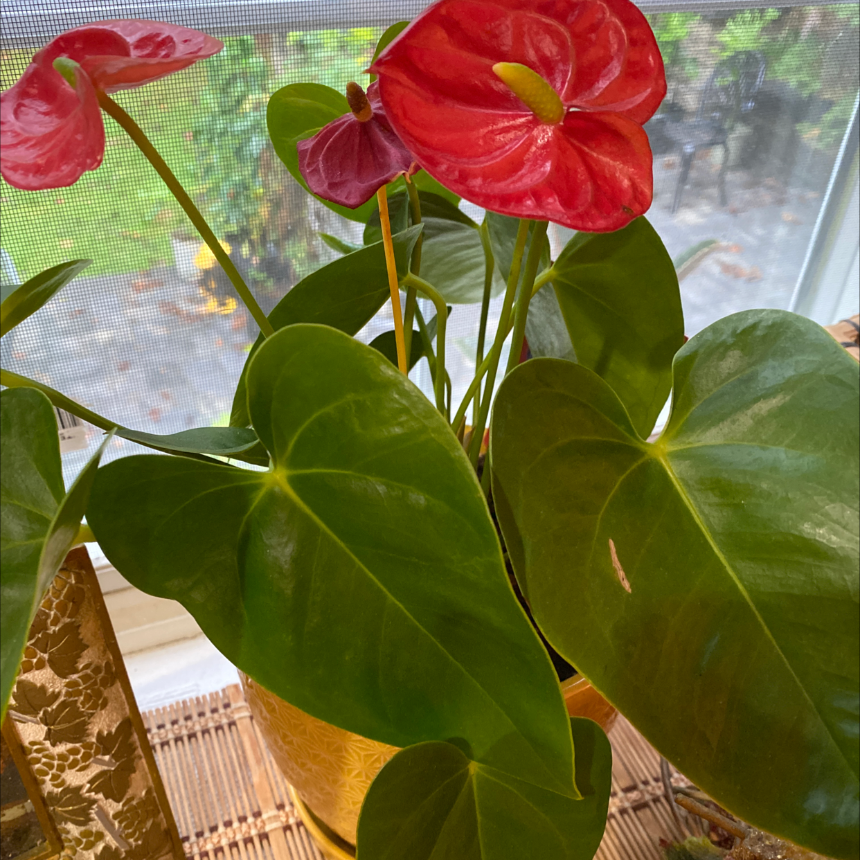 Healthy Anthurium plant with glossy green leaves and two vibrant red spathes rising above the foliage, situated on a sunny windowsill.