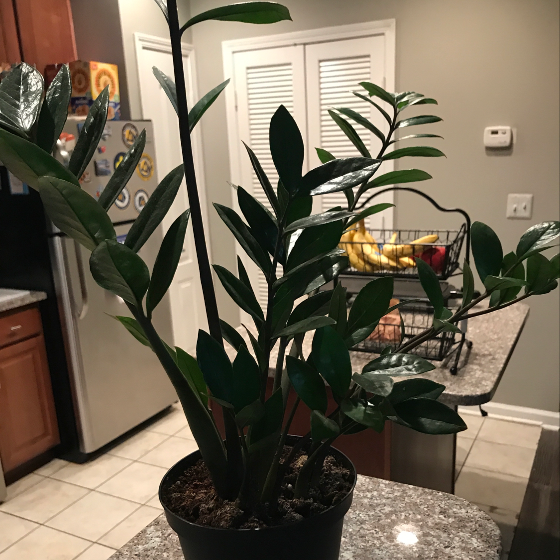 How To Fix 🔧 Zz Plant Leaves Curling