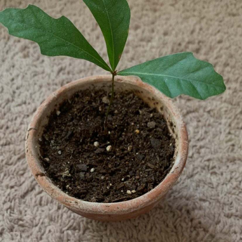 Young Water Oak plant in a small pot with visible soil on a textured surface.