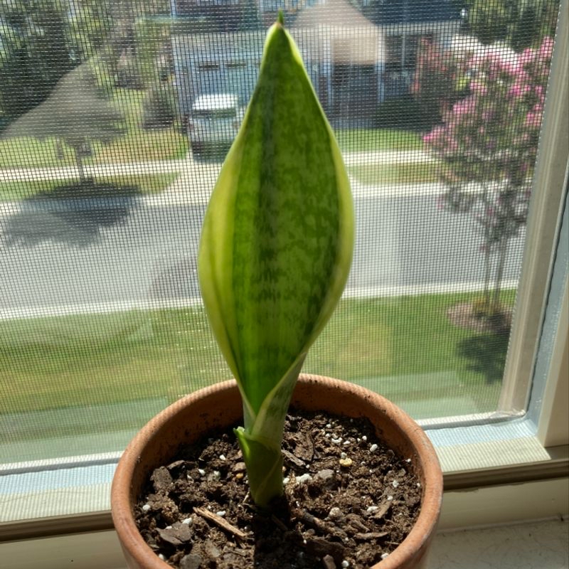 A young Snake Plant in a small pot on a windowsill with visible soil.