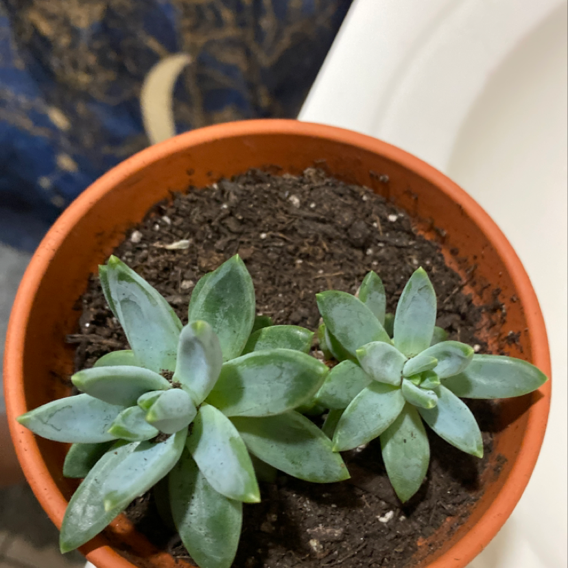 Potted Ghost Plant succulent with visible soil, healthy green leaves, and no signs of disease.