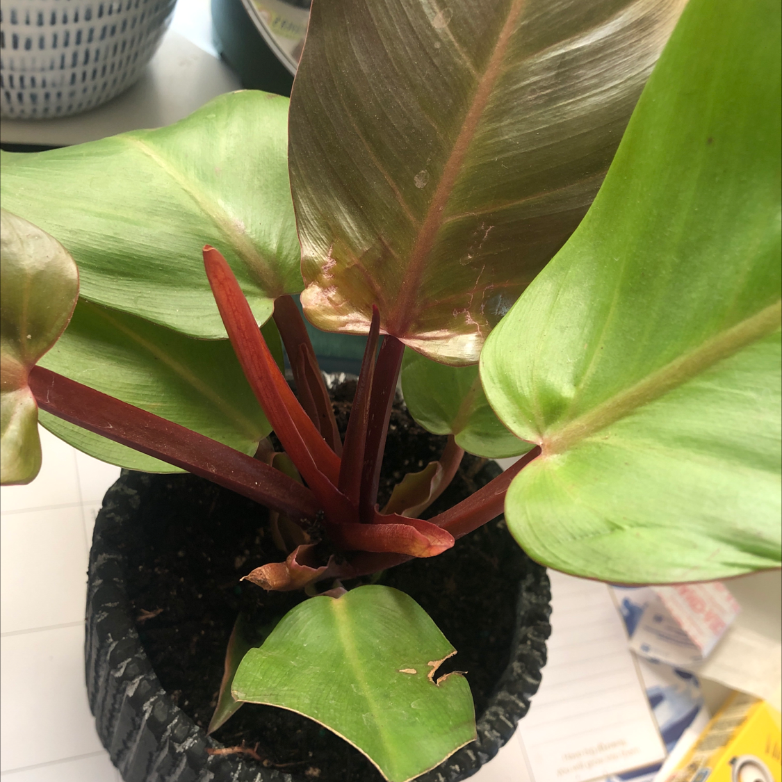 Healthy Philodendron erubescens plant with vibrant green leaves and reddish stems in a black pot. The plant is thriving and well-cared for.