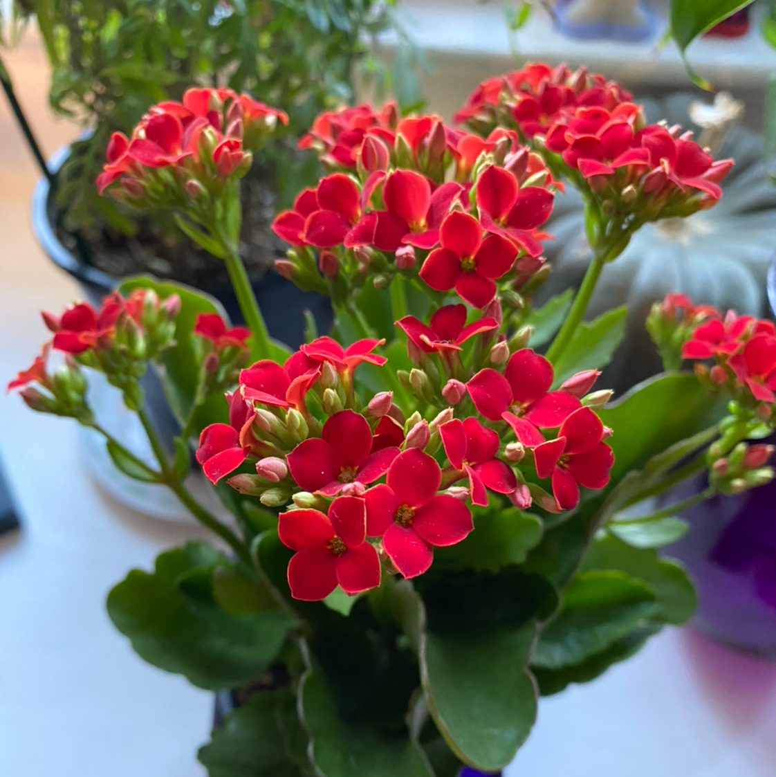 Why Does My Florist Kalanchoe Have Yellow Leaves?