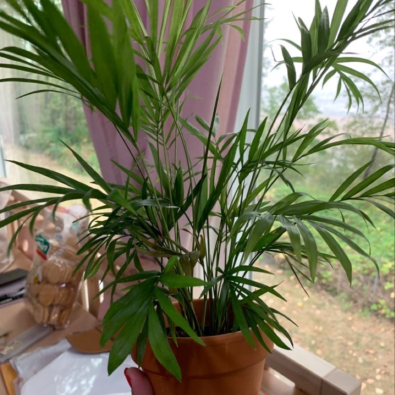 Healthy parlour palm plant with lush green fronds in a clay pot on a windowsill.