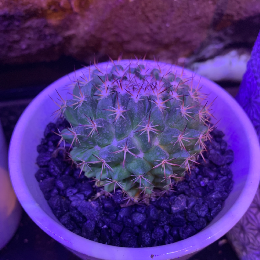 Little Nipple Cactus in a pot with dark gravel, well-framed and in focus.