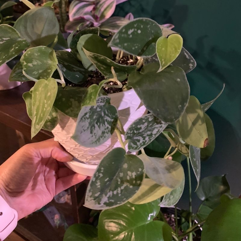 Close-up of a healthy, variegated Satin Pothos plant with green, white, and silver heart-shaped leaves, and a hand gently touching a leaf.