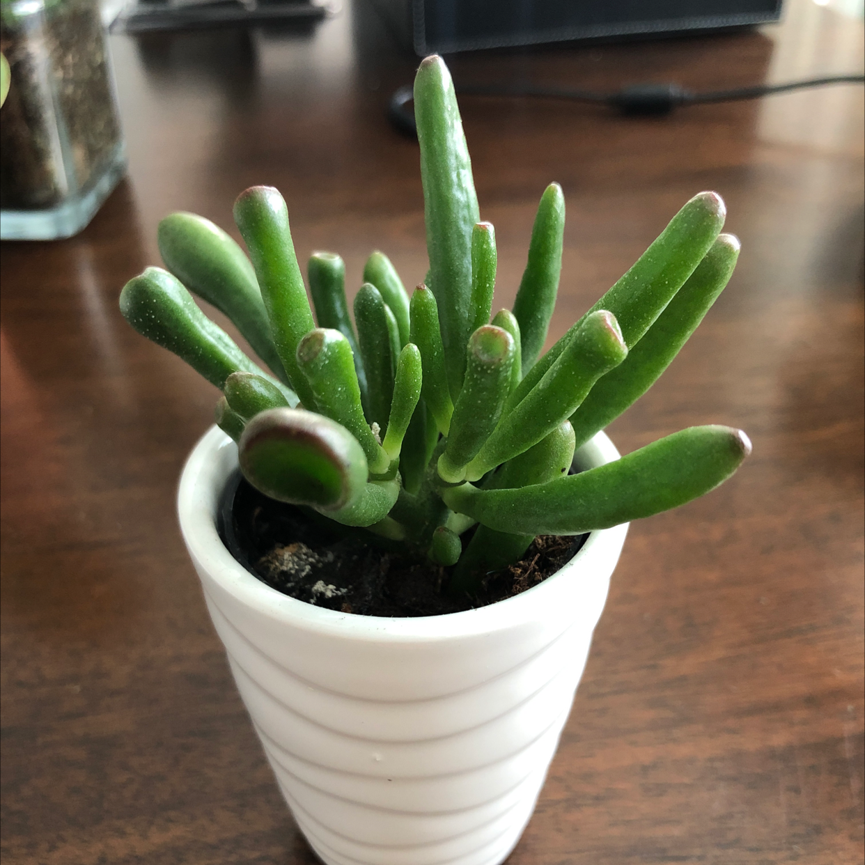Pencil Cactus (Euphorbia tirucalli) in a white pot, healthy green stems.