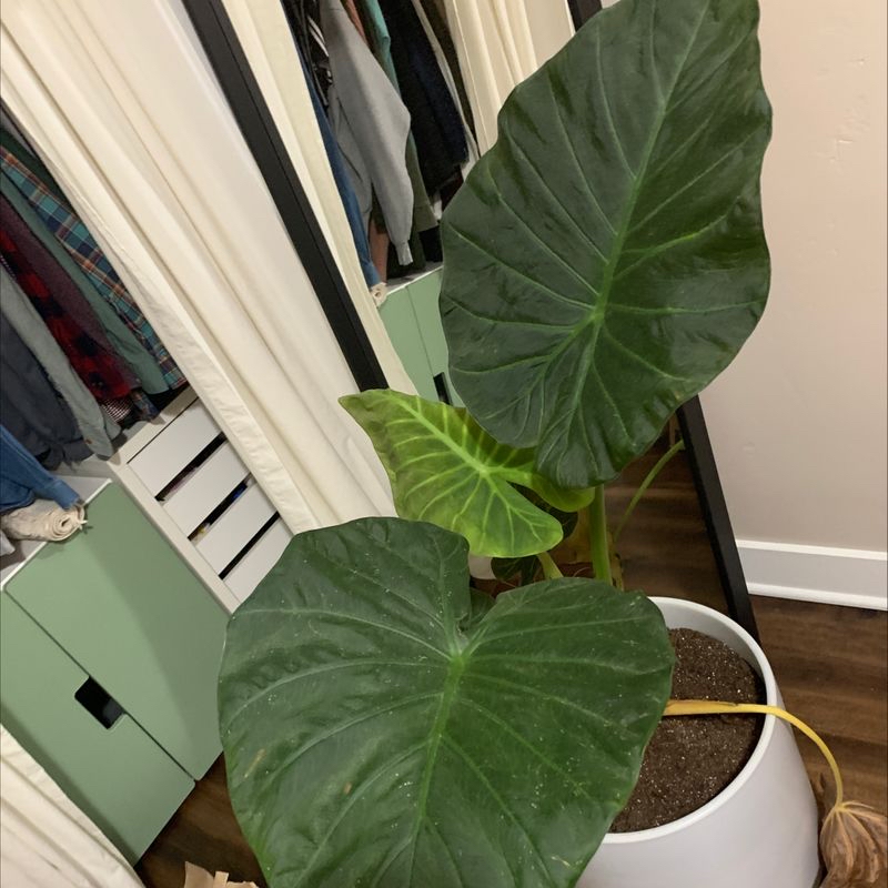 Plant care for Pink And White Princess on Greg, the plant care app