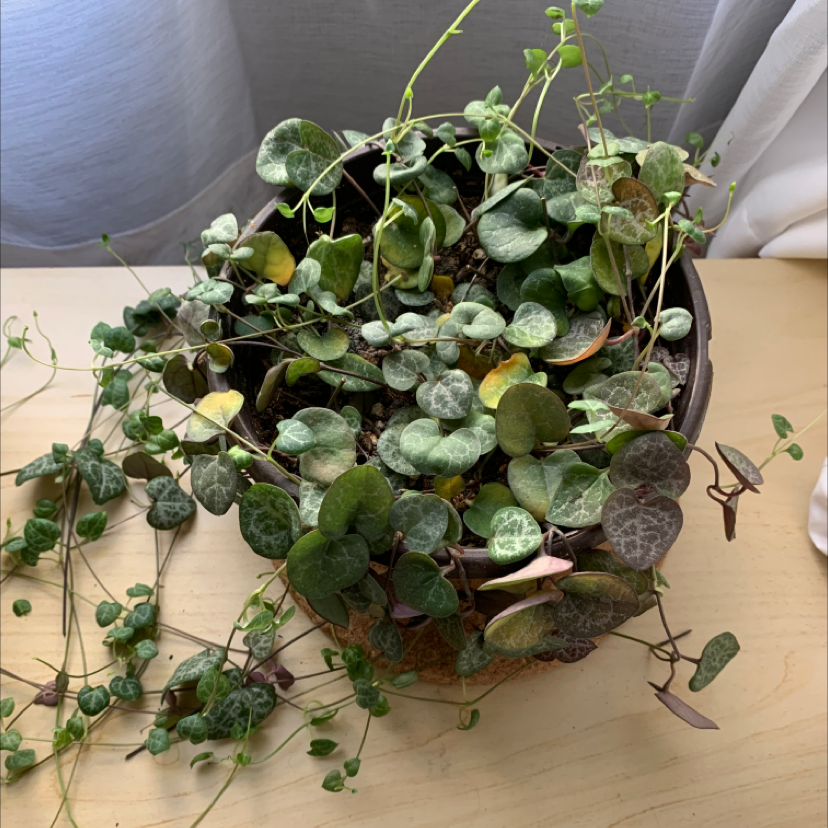 Healthy, thriving Chain of Hearts plant with long trailing vines and variegated heart-shaped leaves in a round brown pot.