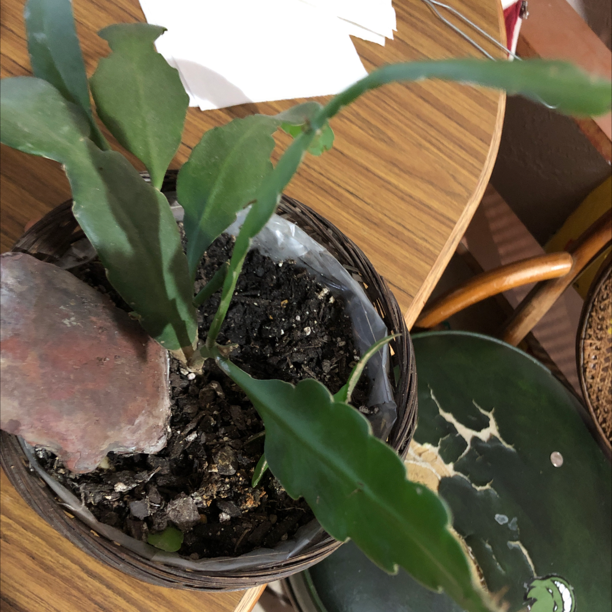 Potted Dutchman's Pipe Cactus with elongated green leaves and visible soil.