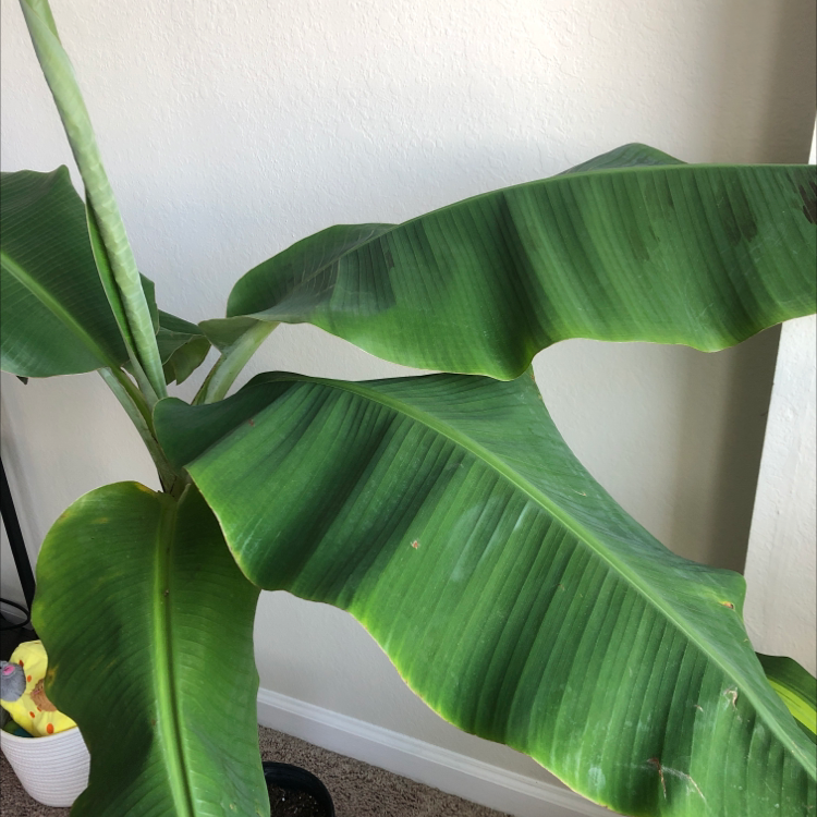 A healthy Abyssinian Banana plant with large green leaves indoors.