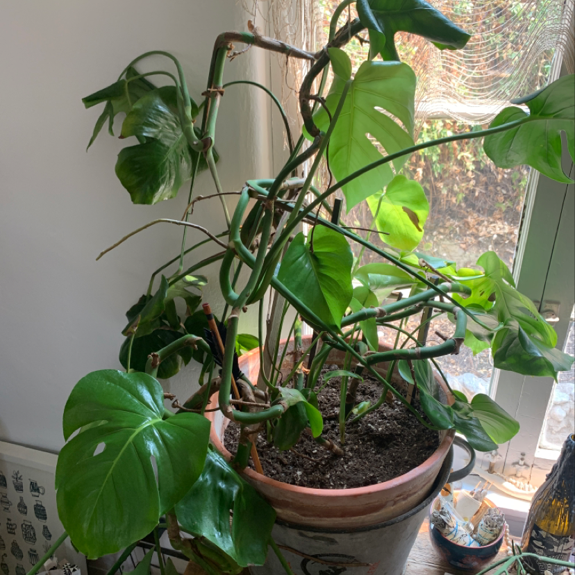 Healthy potted Monstera deliciosa plant with large green fenestrated leaves on a shelf with decor and window in the background.