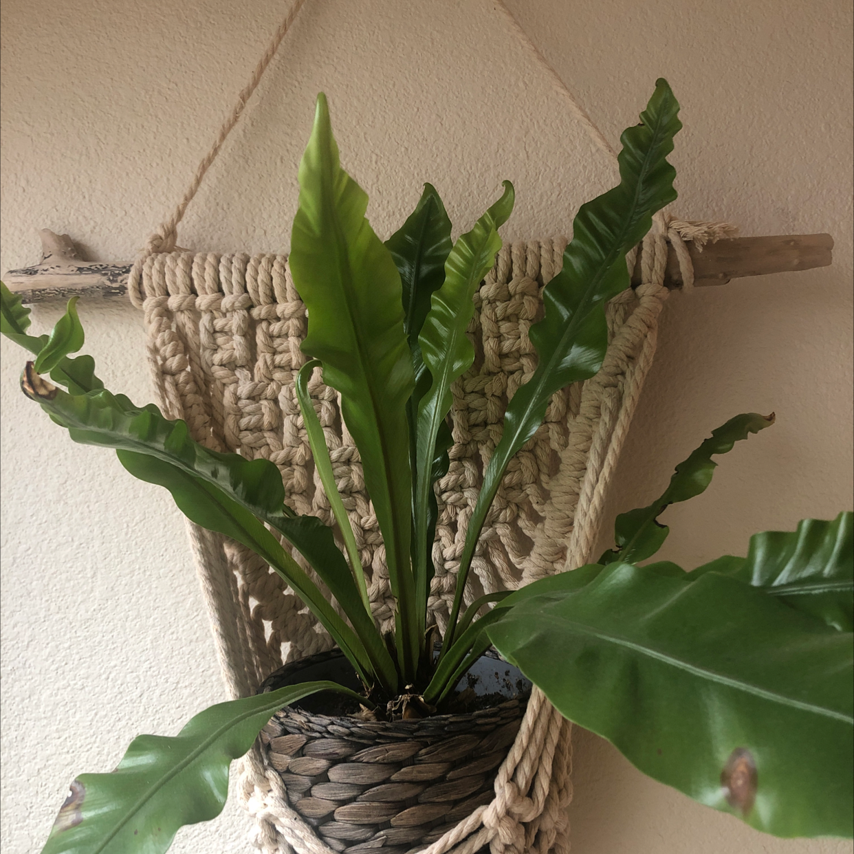 Healthy Bird's Nest Fern with vibrant green wavy fronds growing from central rosette in a hanging woven basket.