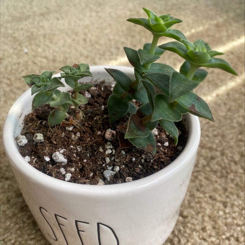 A healthy string of buttons succulent plant growing in a white ceramic pot with 'SEED' written on it, potted in well-draining soil.