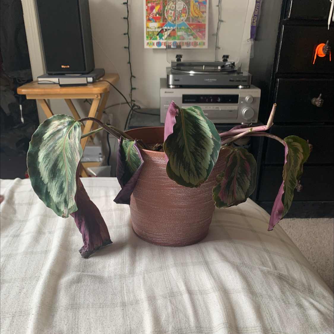 A healthy calathea roseopicta house plant in a terra cotta pot, with vibrant green and pink patterned oval leaves angled upwards.
