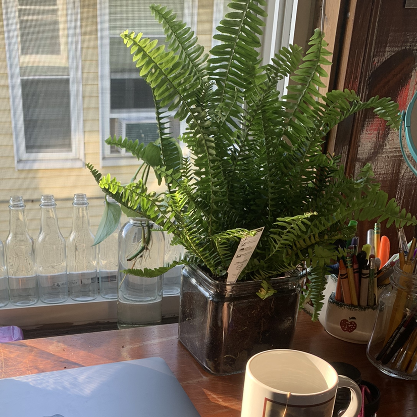 Healthy, lush Boston fern in a glass container on a kitchen counter, with vibrant green foliage and visible soil at the base.