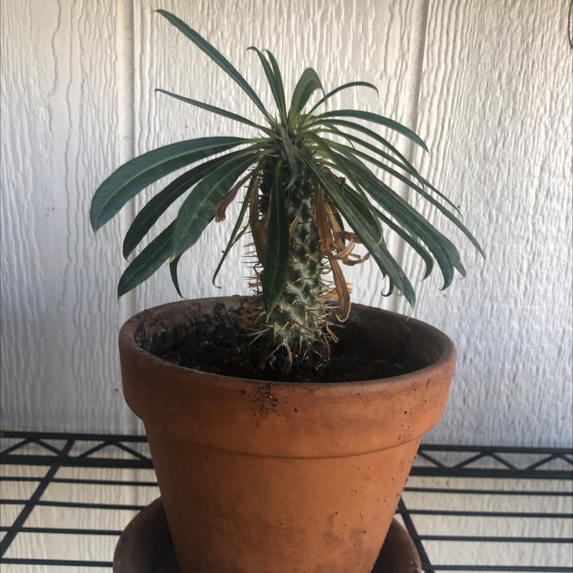 Madagascar Palm in a terracotta pot with some browning leaves.