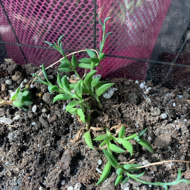 Million Bells plant with green leaves in soil, pink mesh background.