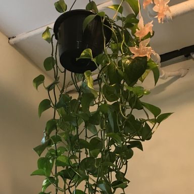 Taro Vine plant photo by @foldyndramatic named Dangles on Greg, the plant care app.