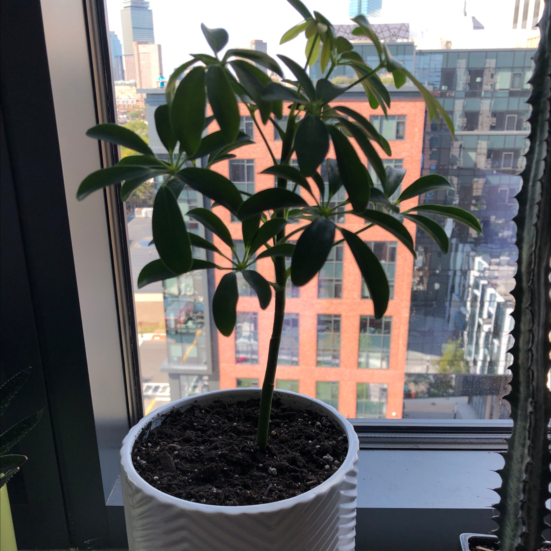 umbrella plant leaves turning brown