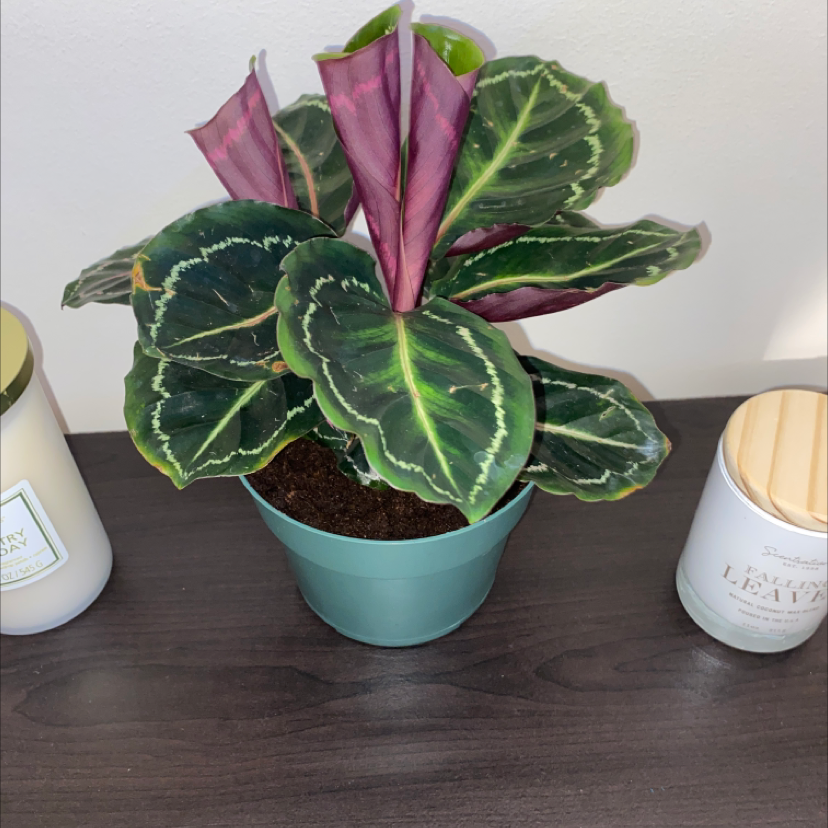 Healthy Calathea Roseopicta plant with pink and green variegated leaves in a blue ceramic pot.
