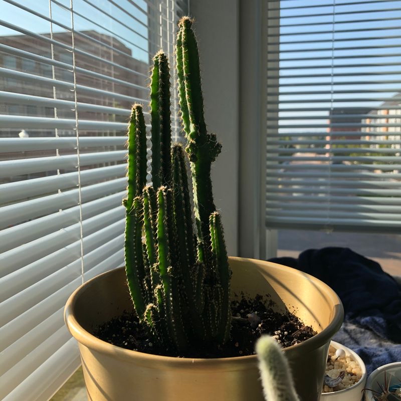 Fairy Castle Cactus in a pot near a window with blinds.