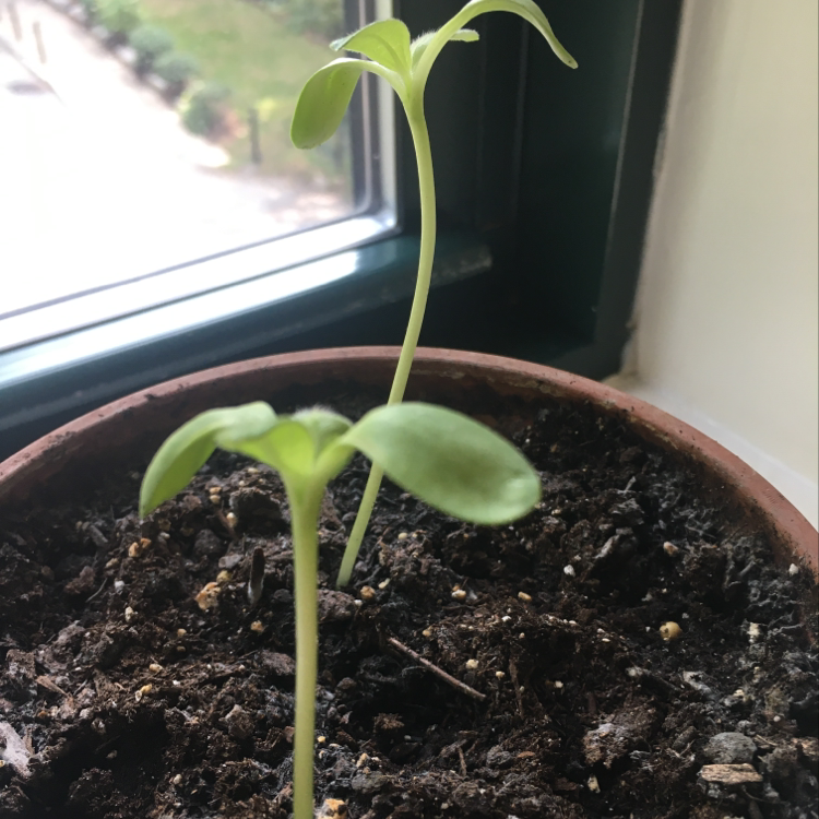 Healthy young sunflower seedling with two green oval cotyledon leaves growing in a small pot with dark soil on a windowsill.
