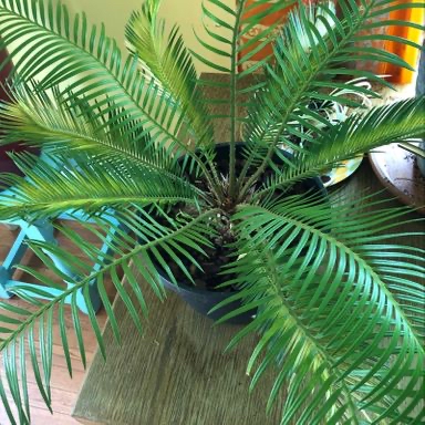Photo of the plant species Lemon Button by @Wolfie named Sonic on Greg, the plant care app