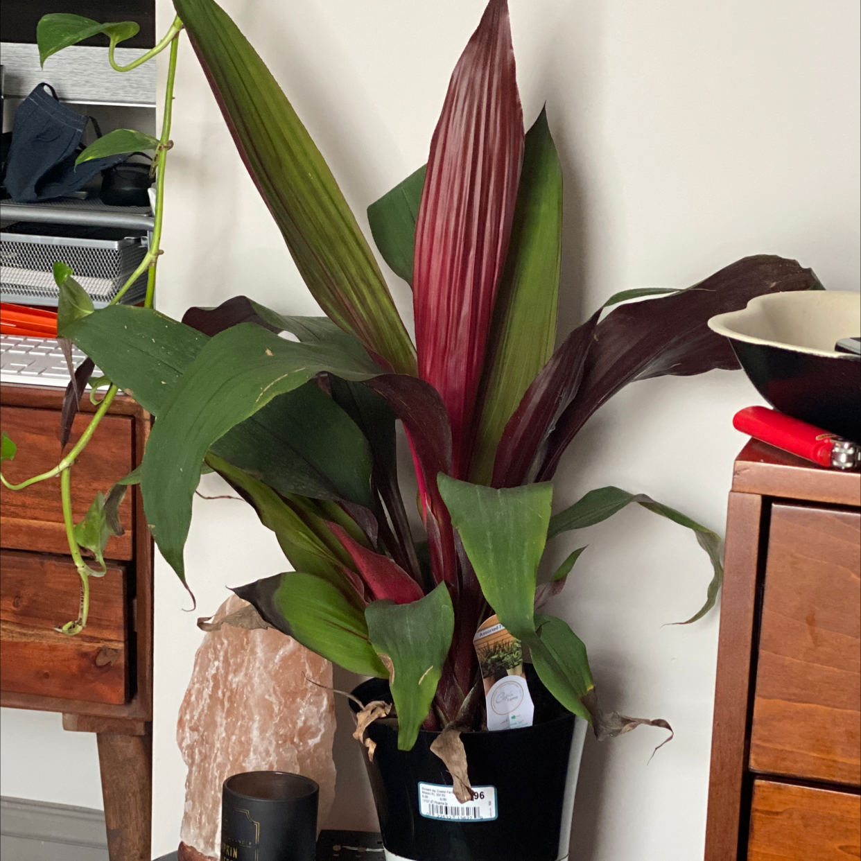 Healthy Ti plant with vibrant burgundy and green lanceolate leaves, potted indoors.