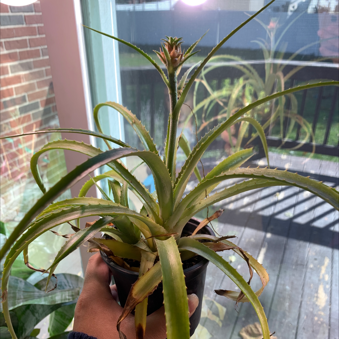 Candelabra Aloe plant with browning leaf tips, held by a hand, in front of a window.