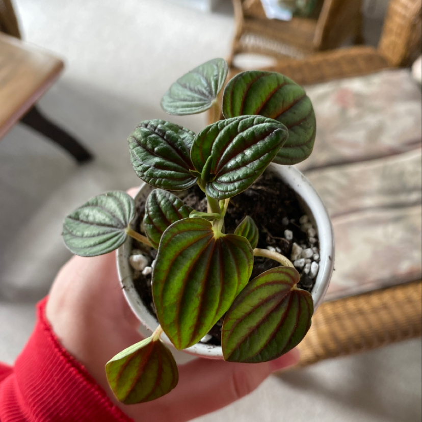 Emerald Ripple Peperomia plant with vibrant green leaves held in a white pot.