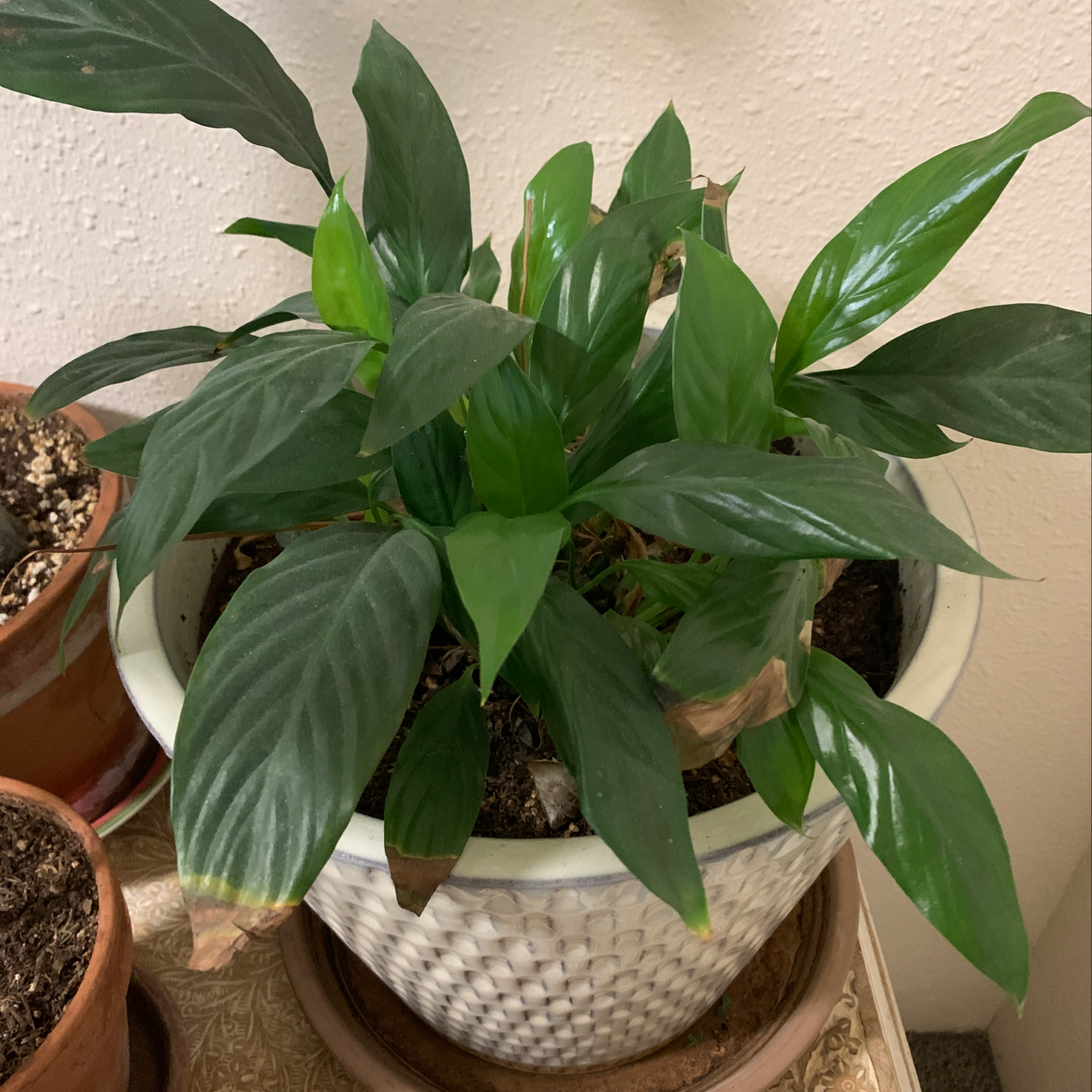 Healthy, lush peace lily plant with dark green leaves in a white ceramic pot, soil is visible.