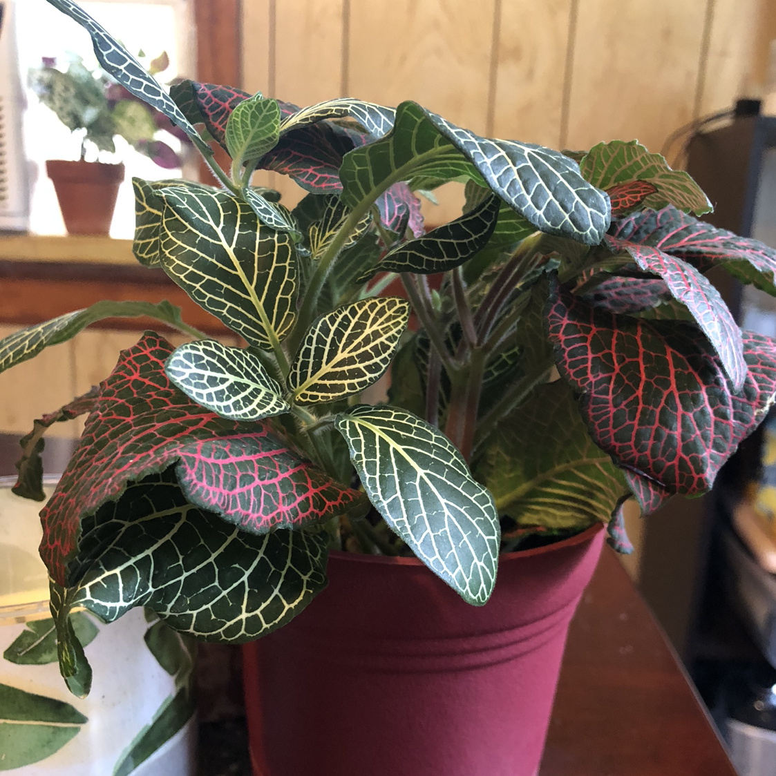Nerve Plant (Fittonia) in a red pot with vibrant veined leaves, indoor setting.